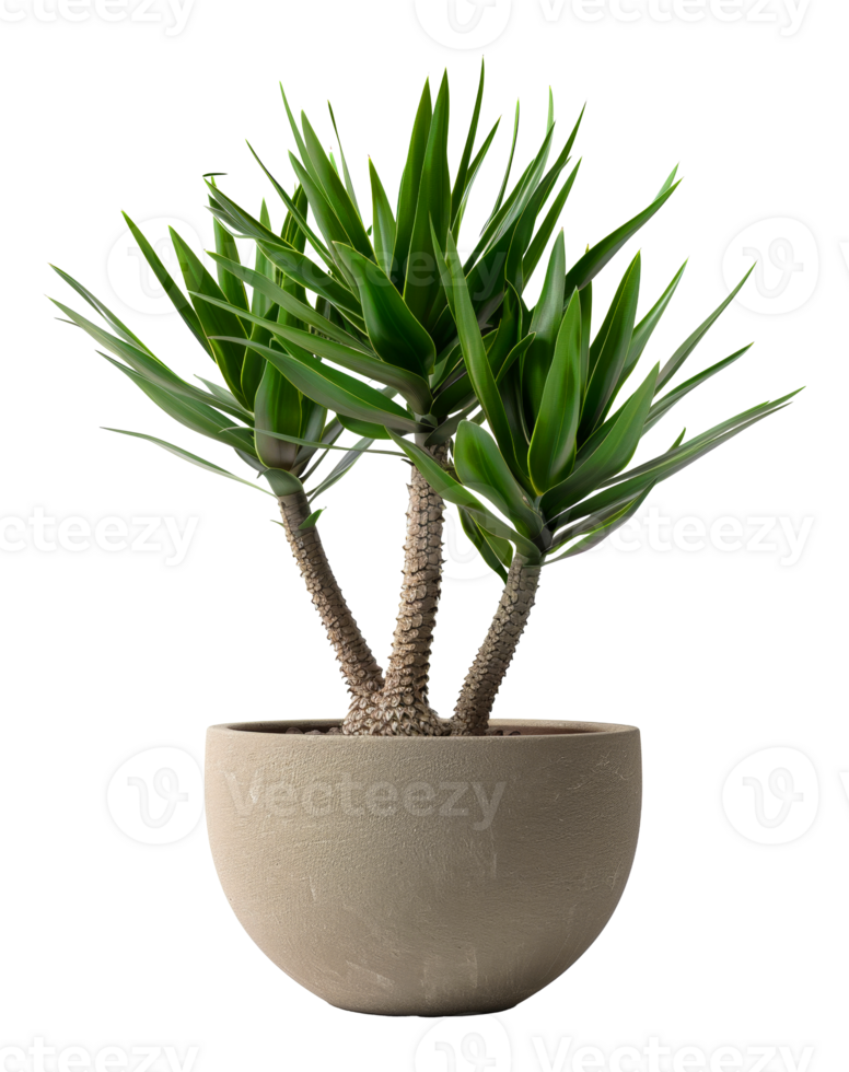 AI generated Yucca plant with spiky leaves in classic terracotta pot on transparent background - stock png. png