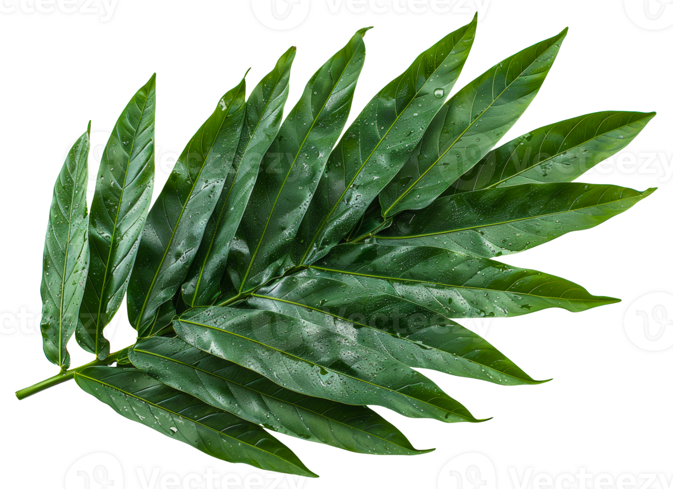 AI generated Single vibrant green palm leaf with natural patterns on transparent background - stock png. png