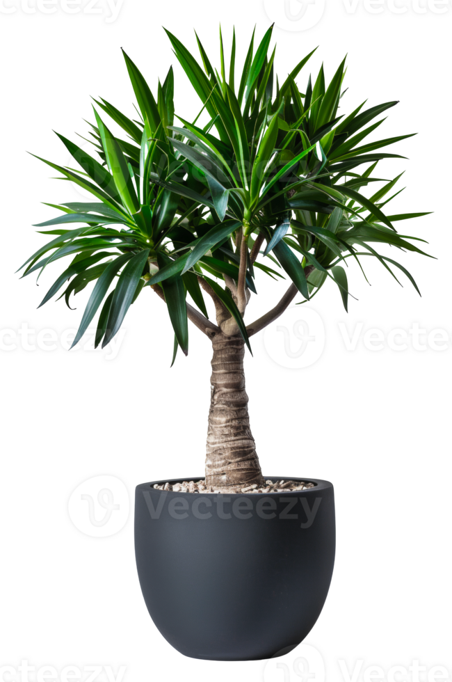 AI generated Sleek black pot showcasing a vibrant yucca plant on transparent background - stock png. png