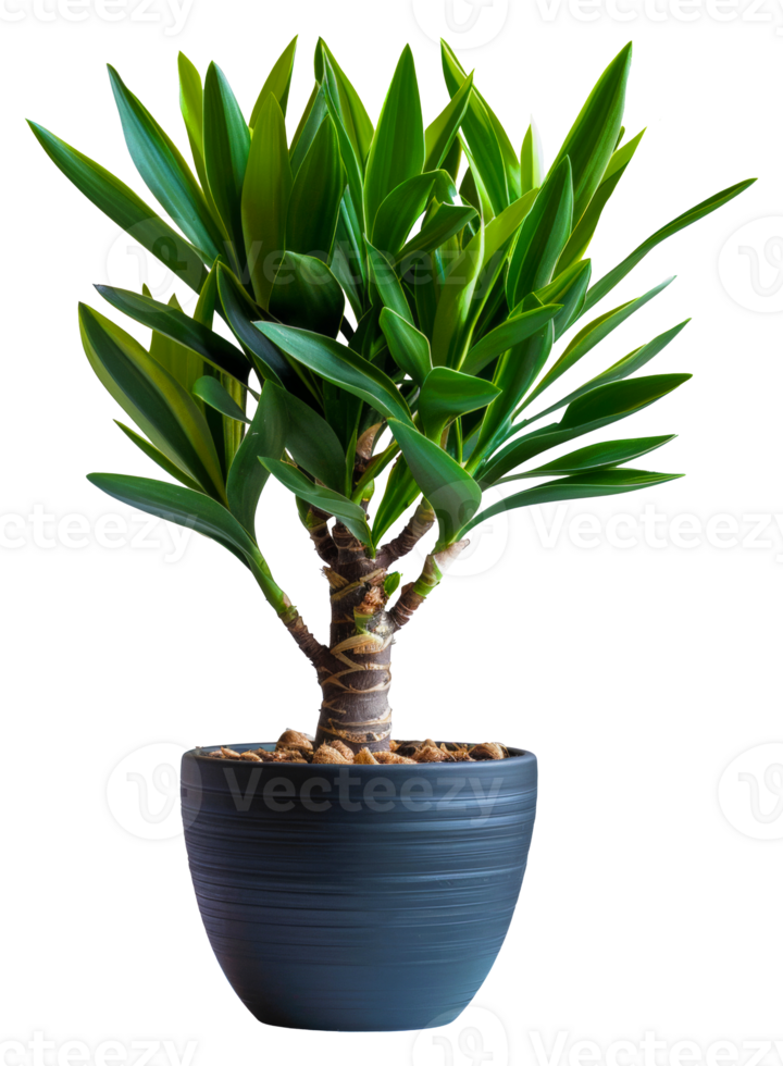 AI generated Yucca plant with spiky leaves in classic terracotta pot on transparent background - stock png. png