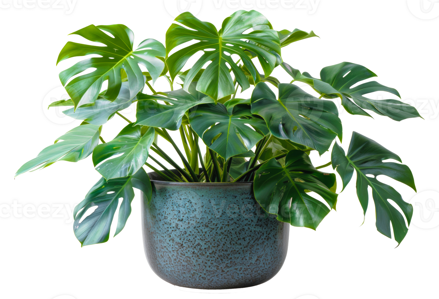 AI generated Monstera plant with glossy leaves in modern grey pot on transparent background - stock png. png