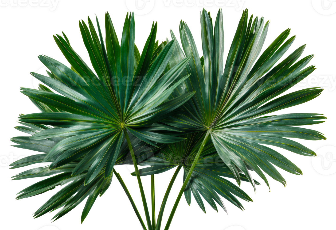 AI generated Tropical palm leaves fan display with deep green color on transparent background - stock png. png