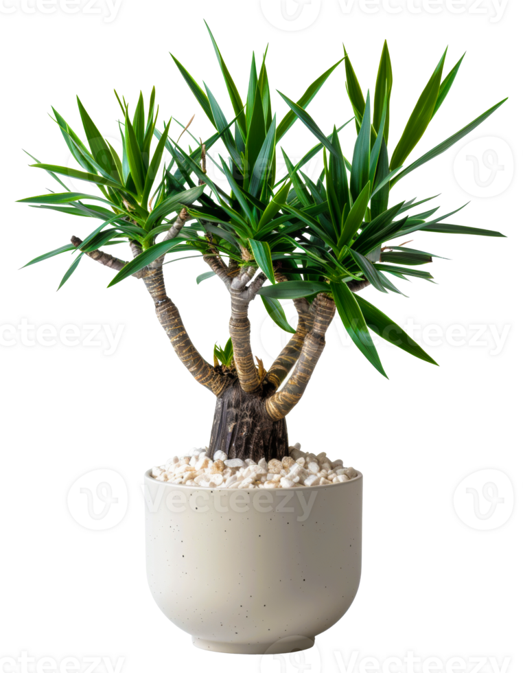 AI generated Yucca plant with spiky leaves in classic terracotta pot on transparent background - stock png. png