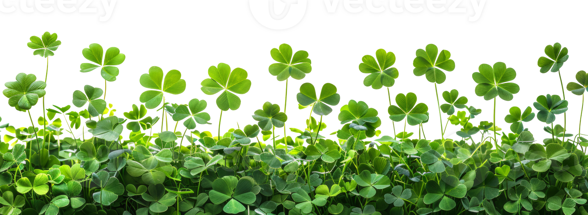 AI generated Lush green clover field symbolizing growth and luck on transparent background - stock png. png