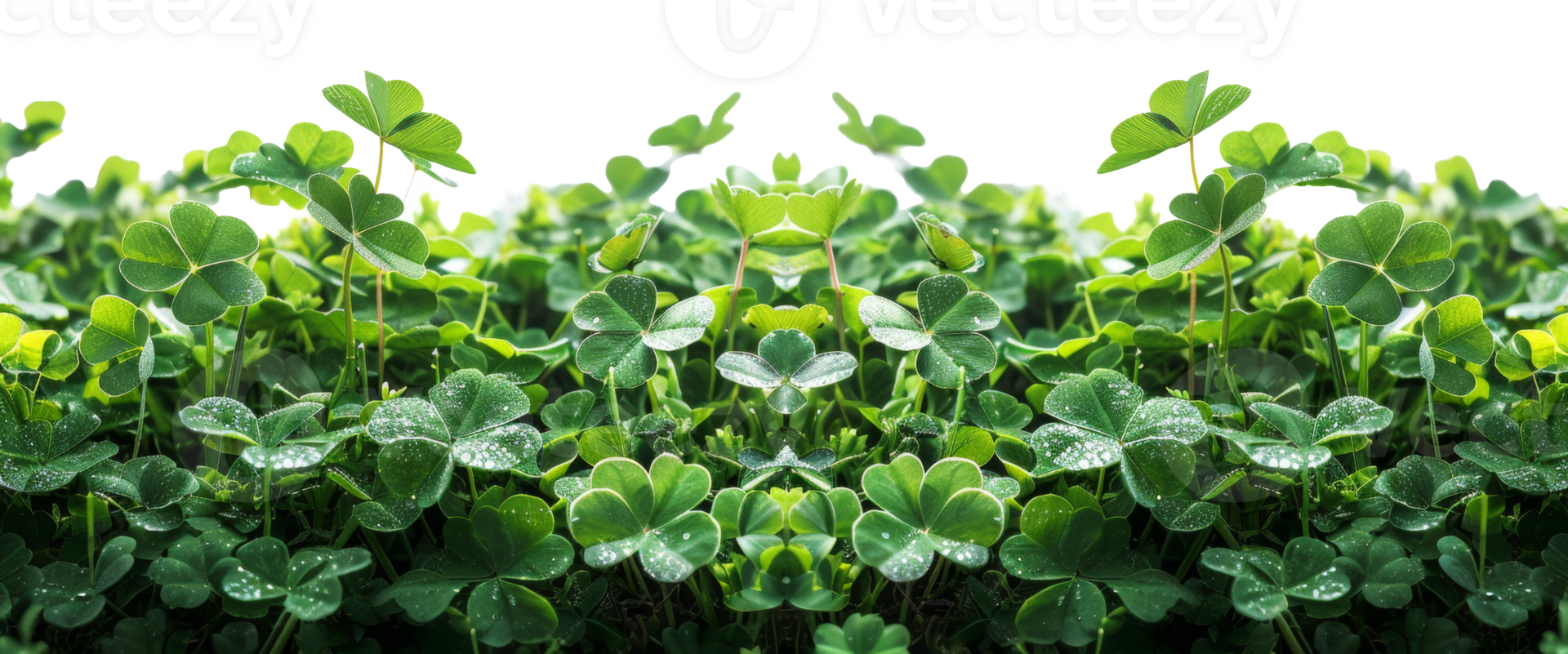 AI generated Lush green clover field symbolizing growth and luck on transparent background - stock png. png