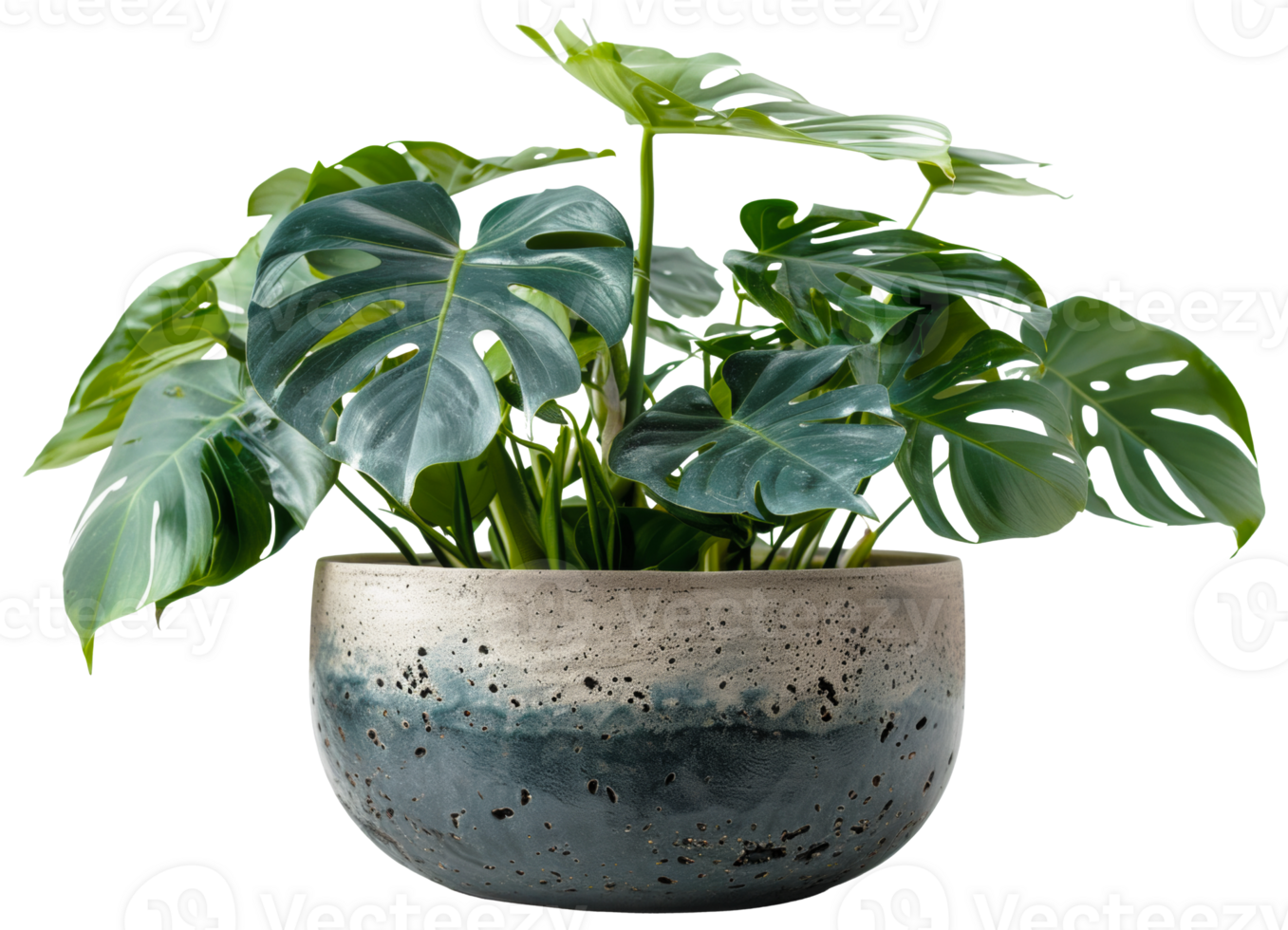 AI generated Monstera plant with glossy leaves in modern grey pot on transparent background - stock png. png