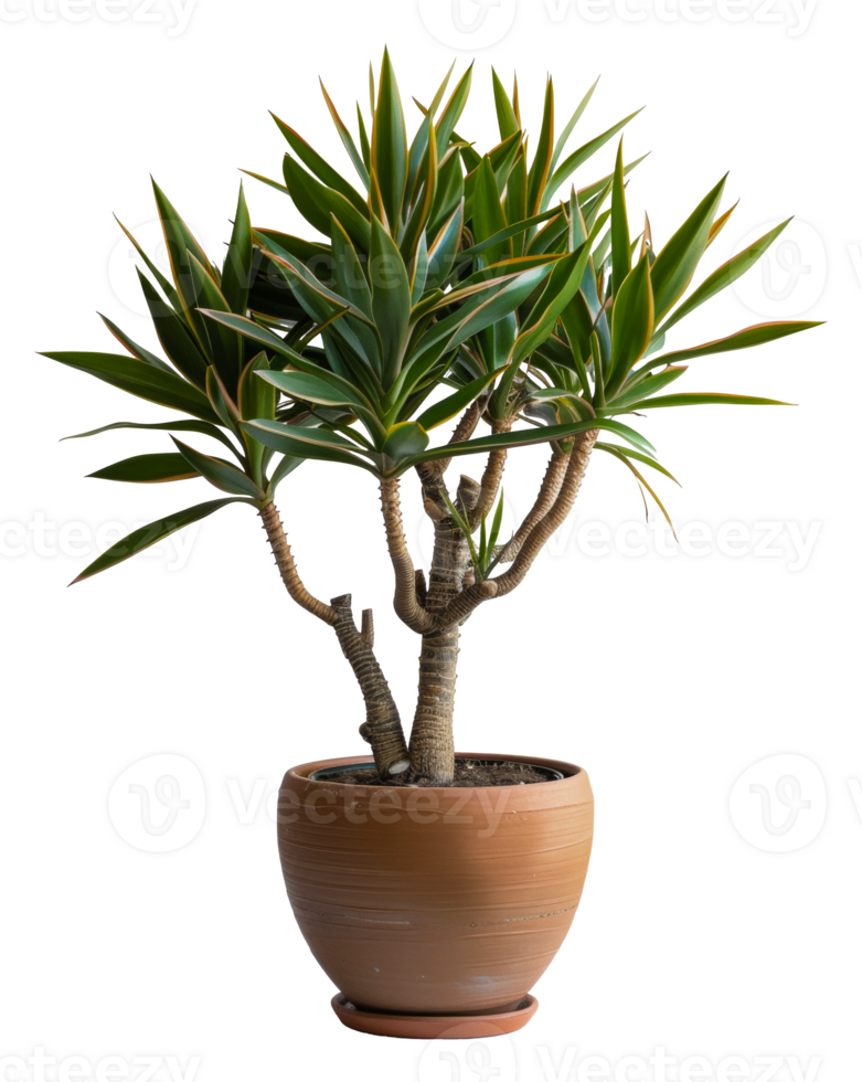 AI generated Sleek brown pot showcasing a vibrant yucca plant on transparent background - stock png. png
