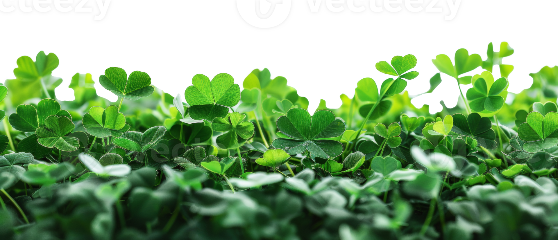AI generated Lush green clover field symbolizing growth and luck on transparent background - stock png. png
