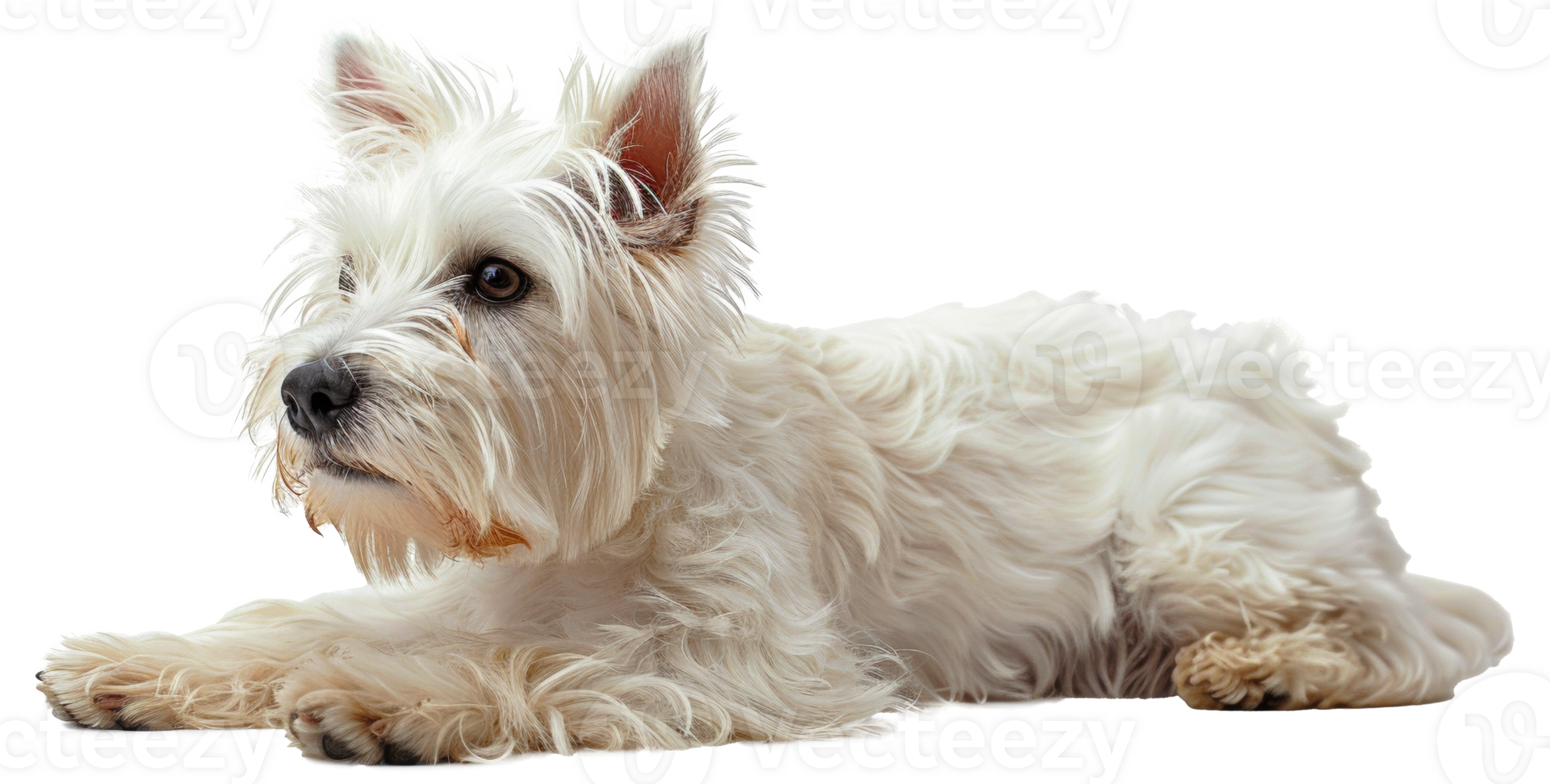 AI generated Adorable West Highland white terrier with a shiny coat on transparent background - stock png. png