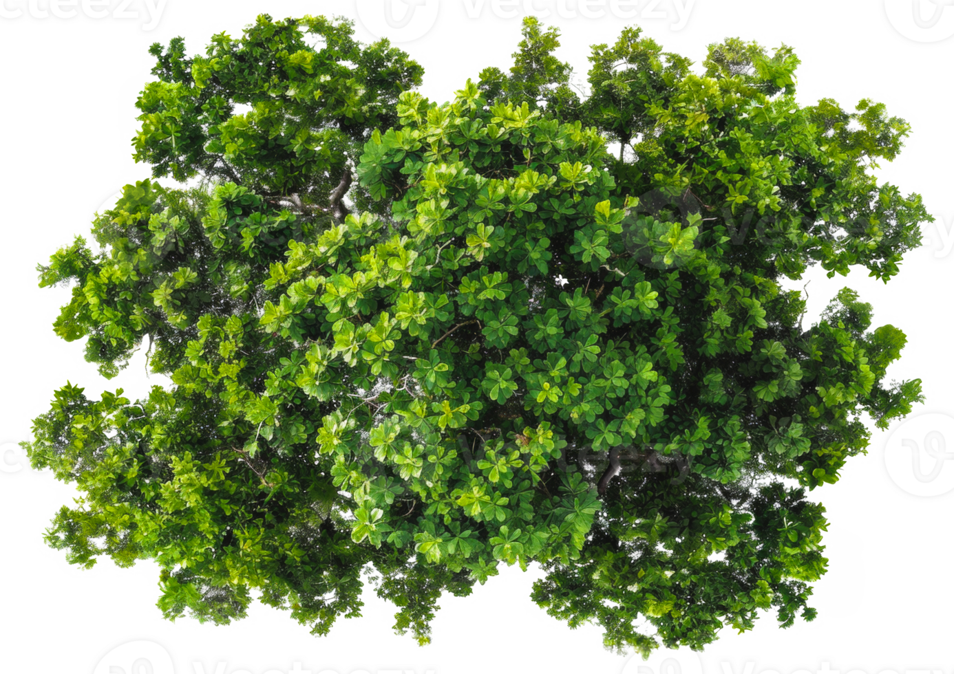 AI generated Lush green tree with dense foliage on transparent background - stock png. png