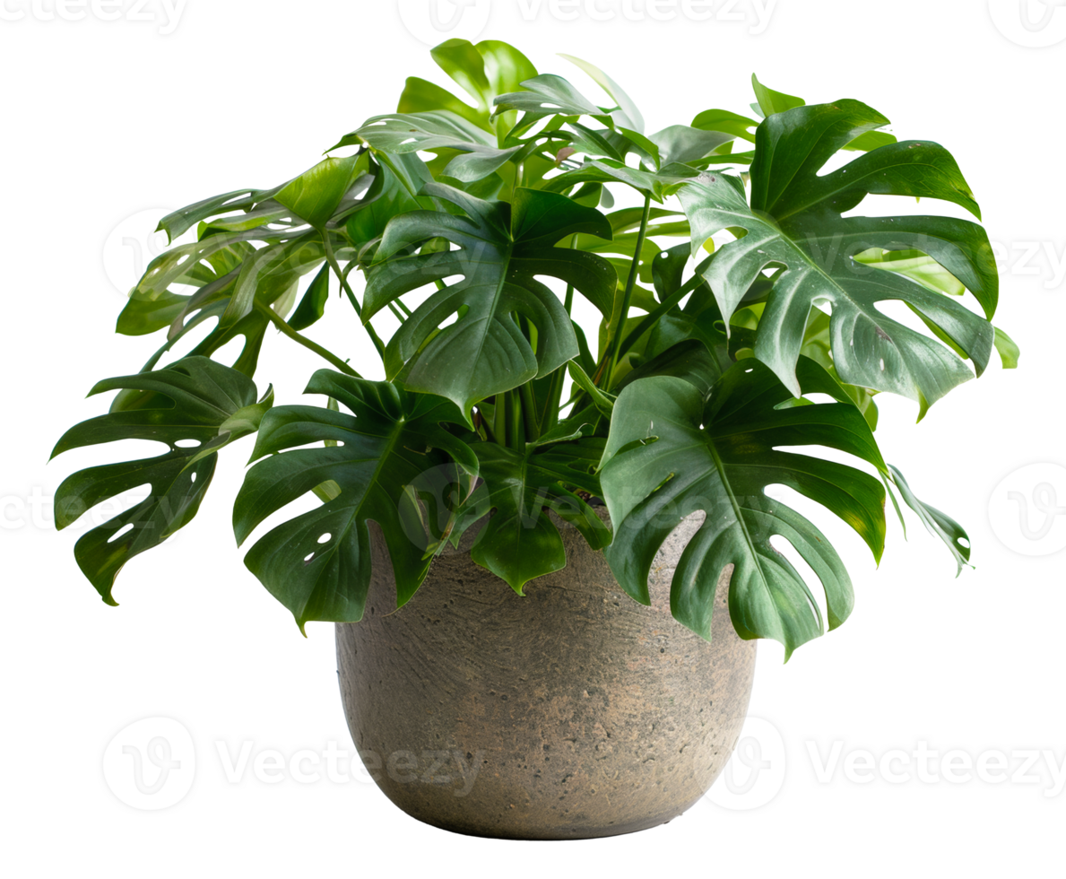 ai gegenereerd monstera deliciosa in minimalistische beton pot Aan transparant achtergrond - voorraad png. png