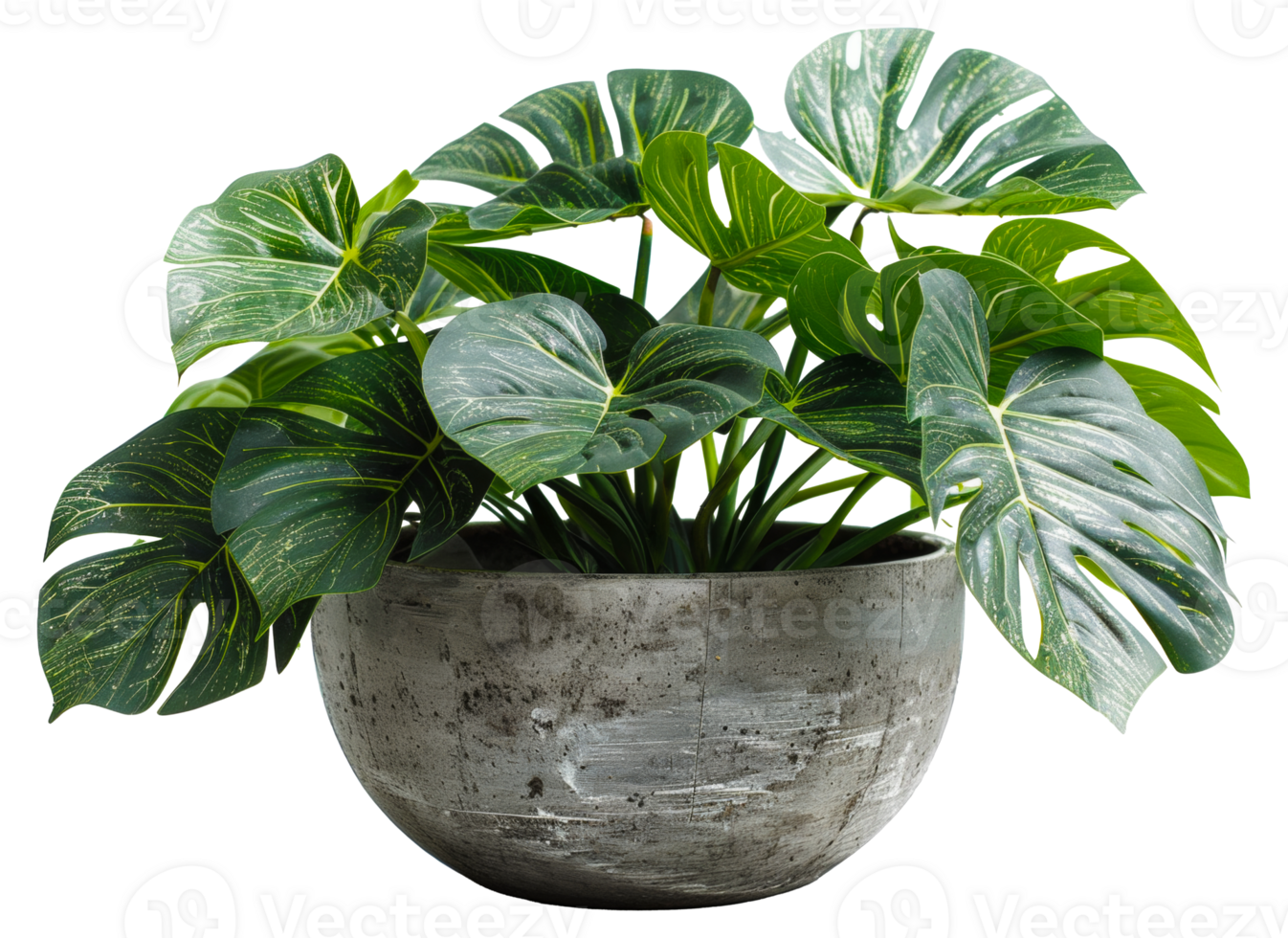 AI generated Monstera plant with glossy leaves in modern grey pot on transparent background - stock png. png