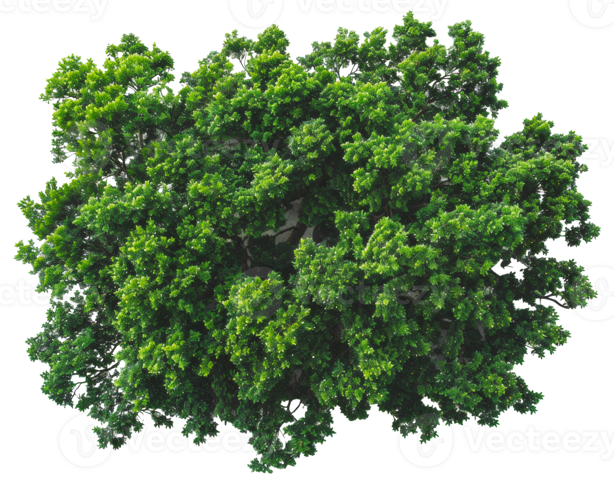 AI generated Lush green tree with dense foliage on transparent background - stock png. png