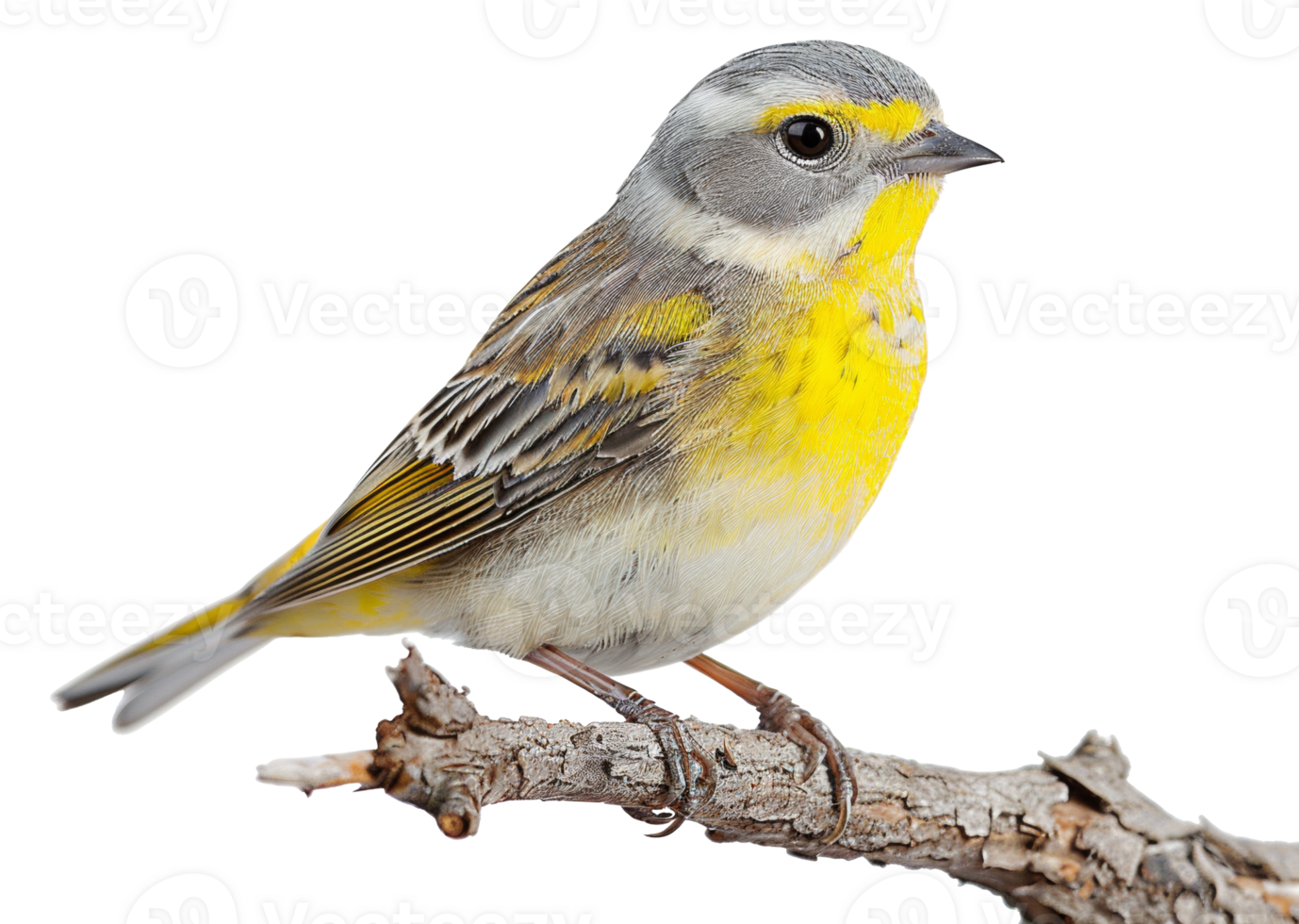 AI generated Yellow-breasted bunting on a branch on transparent background - stock png. png