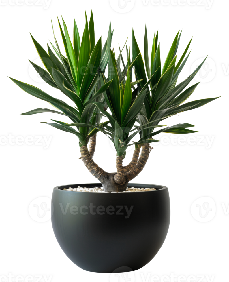 AI generated Yucca plant with spiky leaves in classic terracotta pot on transparent background - stock png. png