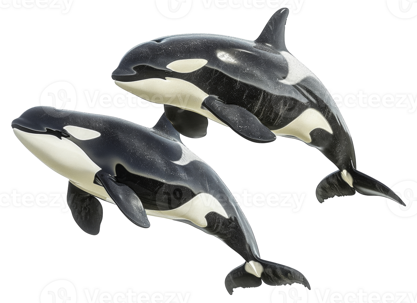 AI generated Pair of orcas swimming together in the ocean on transparent background - stock png. png