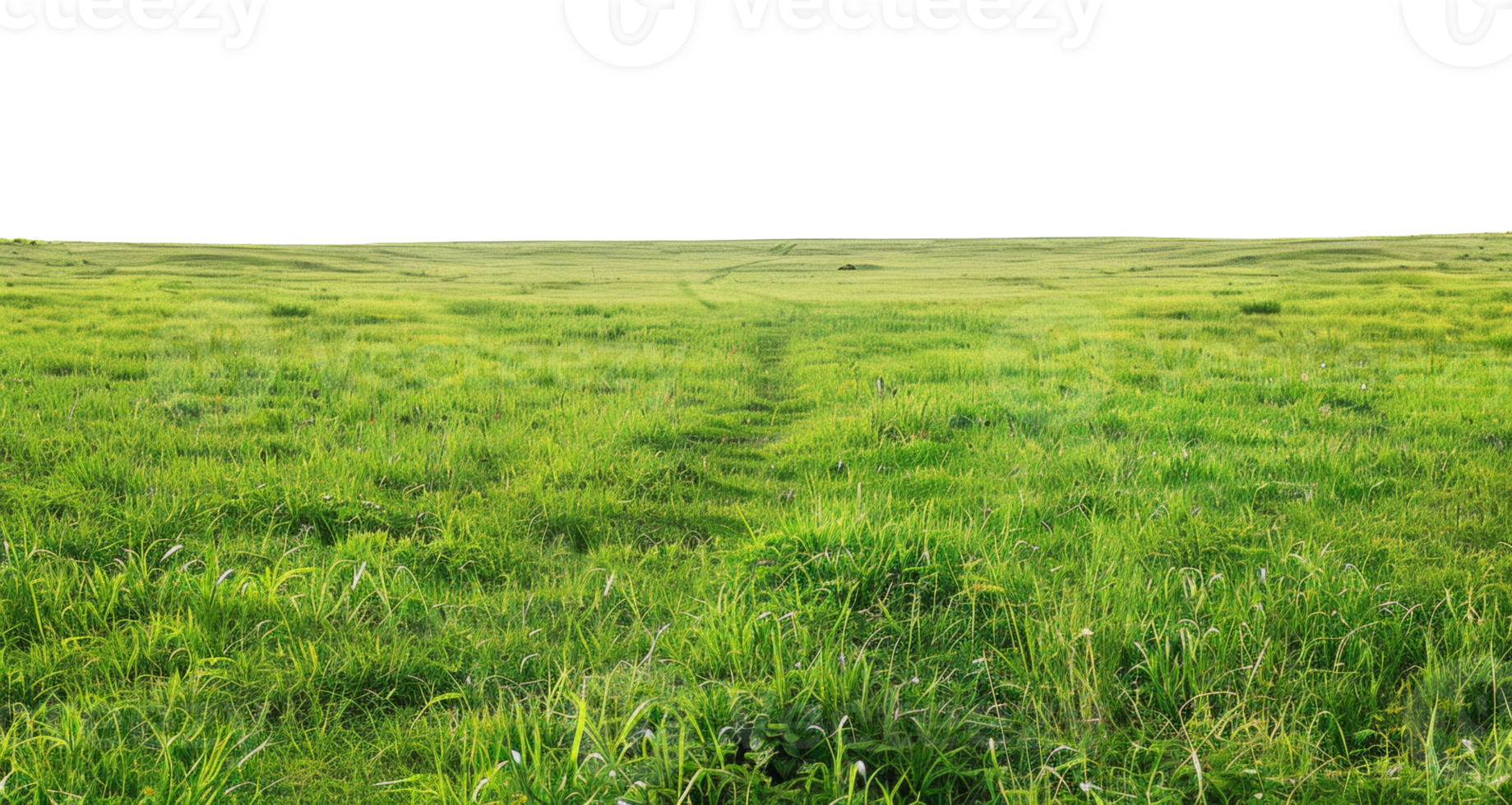 AI generated Expansive lush green field with a clear horizon on transparent background - stock png. png