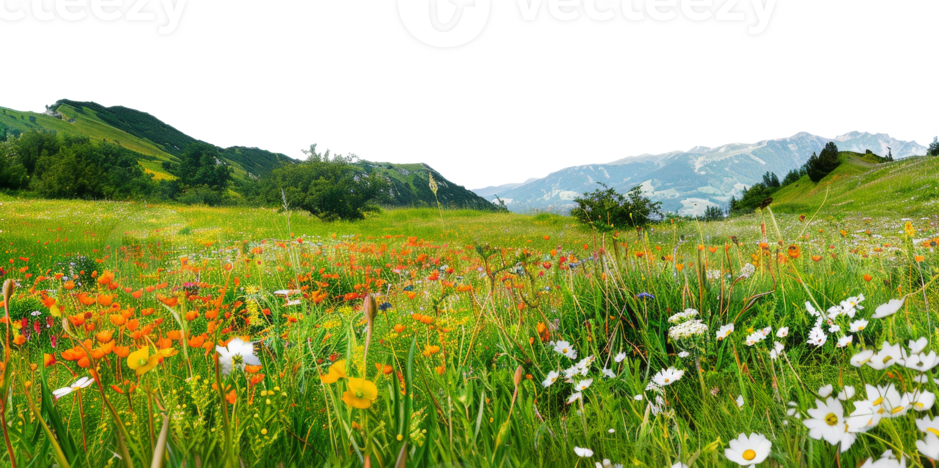 AI generated Vibrant alpine meadow blooming with colorful wildflowers on transparent background - stock png. png