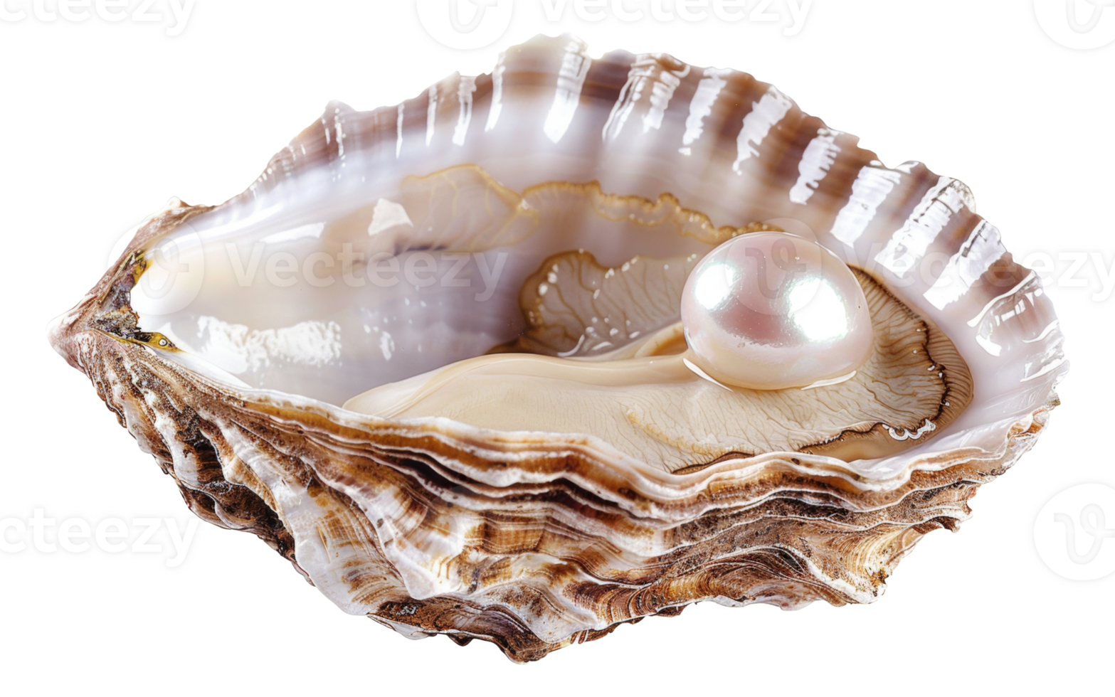 AI generated Lustrous pearl nestled within a natural oyster shell on transparent background - stock png. png