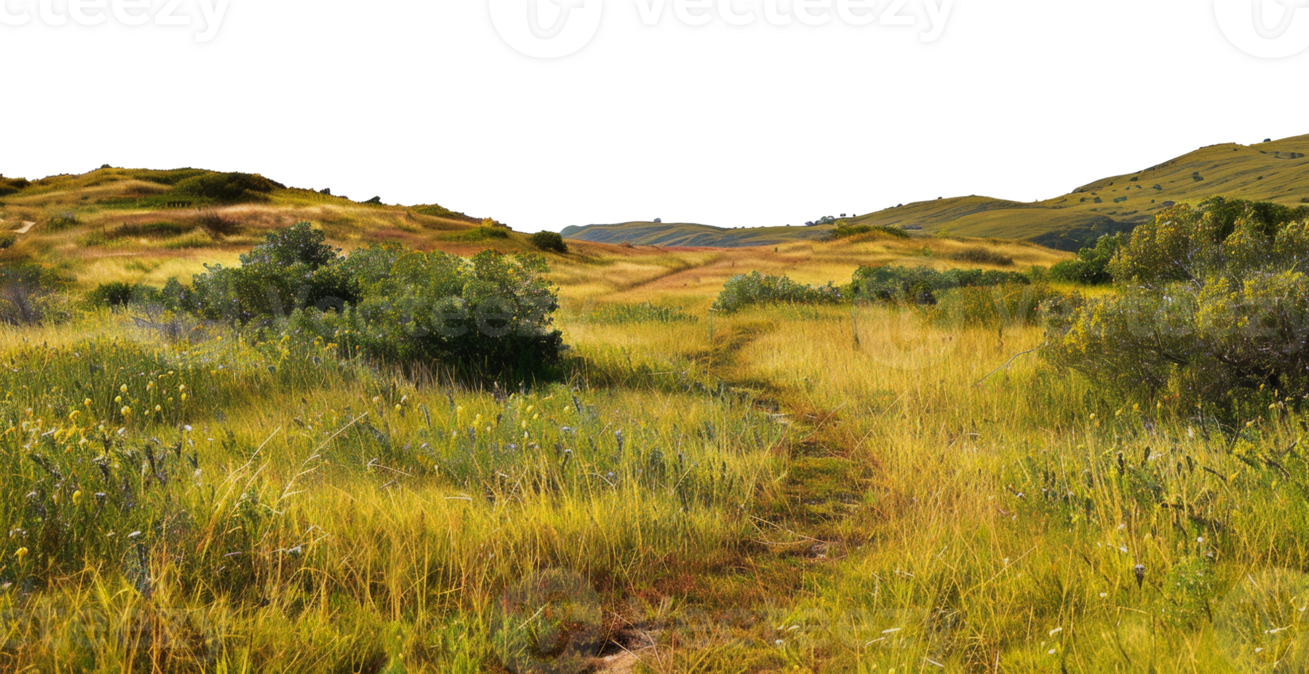 AI generated Serene golden hills with a narrow path and wildflowers on transparent background - stock png. png