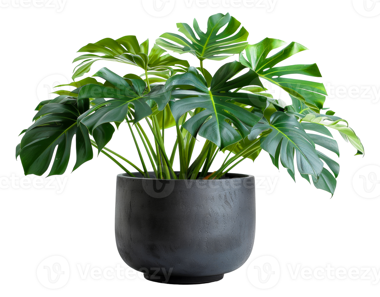 AI generated Monstera plant with glossy leaves in modern grey pot on transparent background - stock png. png
