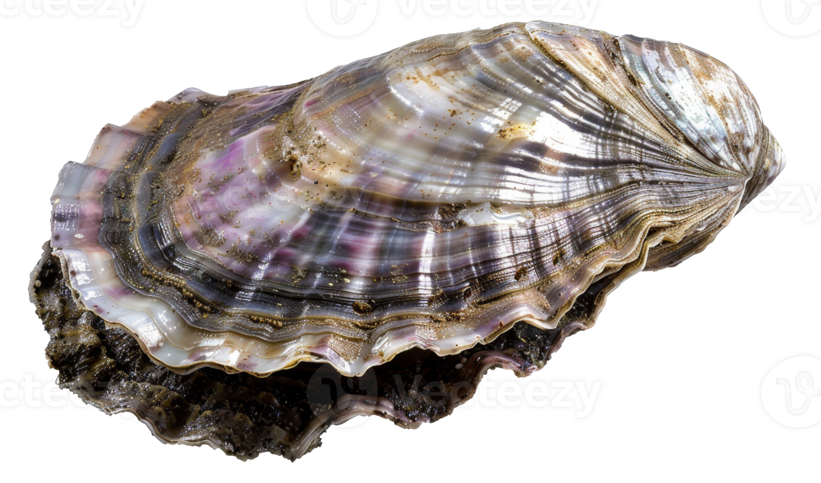 AI generated Variegated texture of a natural oyster shell on transparent background - stock png. png