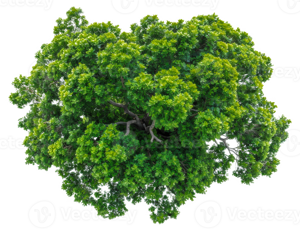 AI generated Lush green tree with dense foliage on transparent background - stock png. png