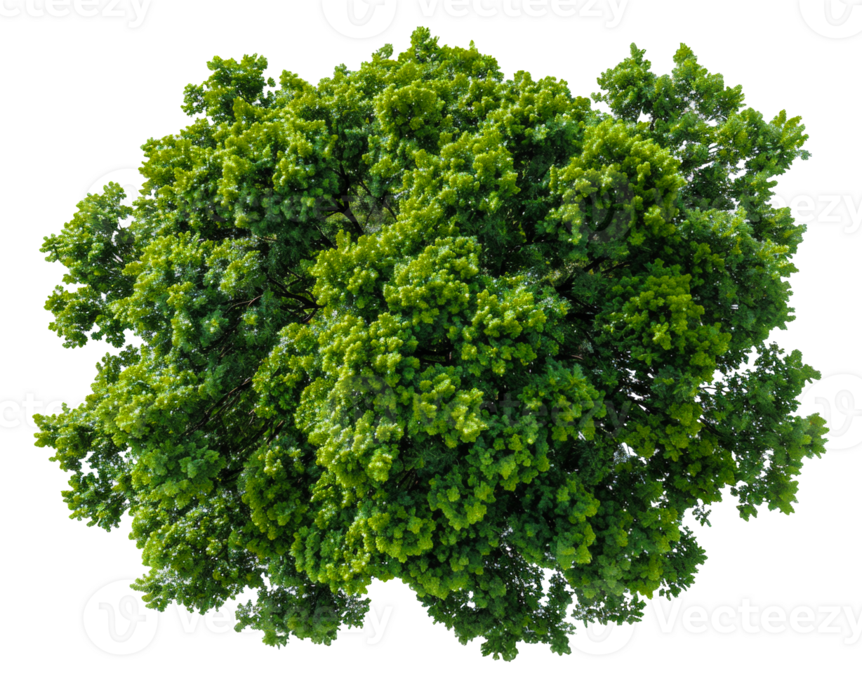 AI generated Lush green tree with dense foliage on transparent background - stock png. png