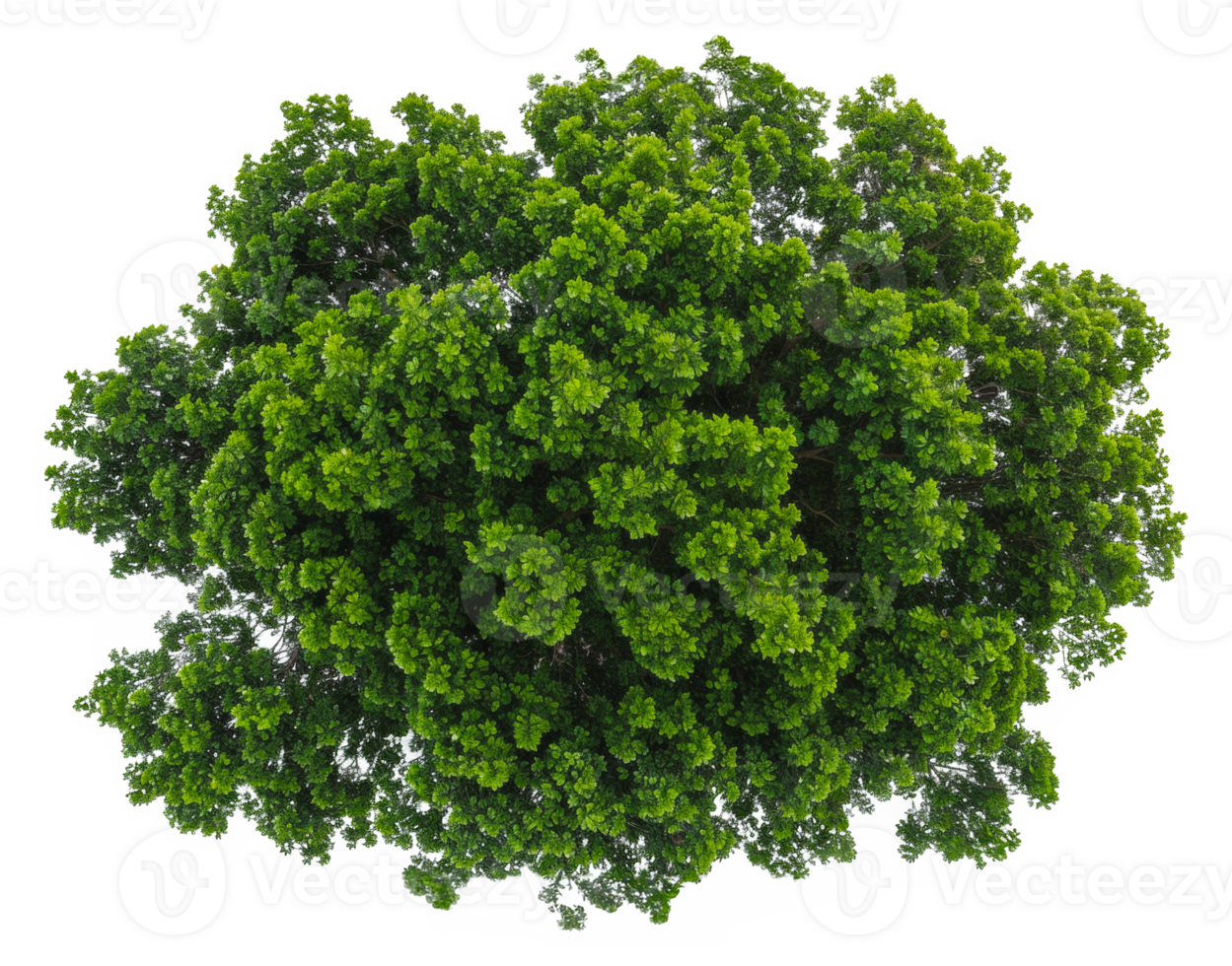 AI generated Lush green tree with dense foliage on transparent background - stock png. png