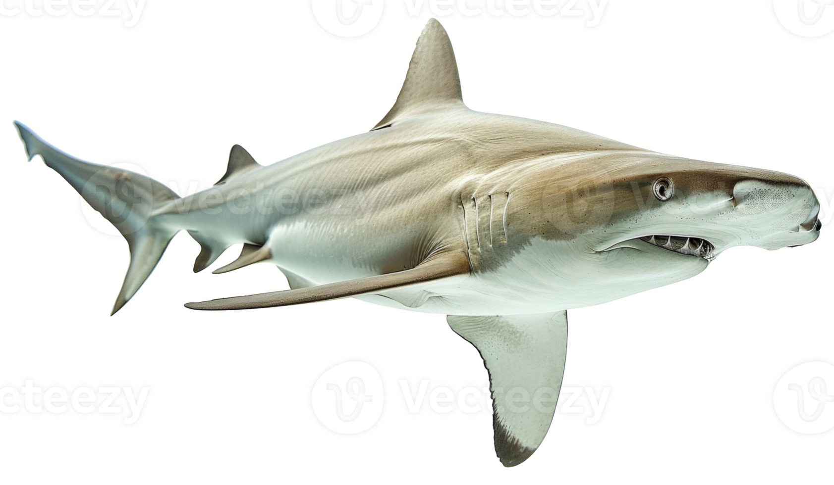 AI generated Hammerhead shark swimming gracefully in the ocean on transparent background - stock png. png