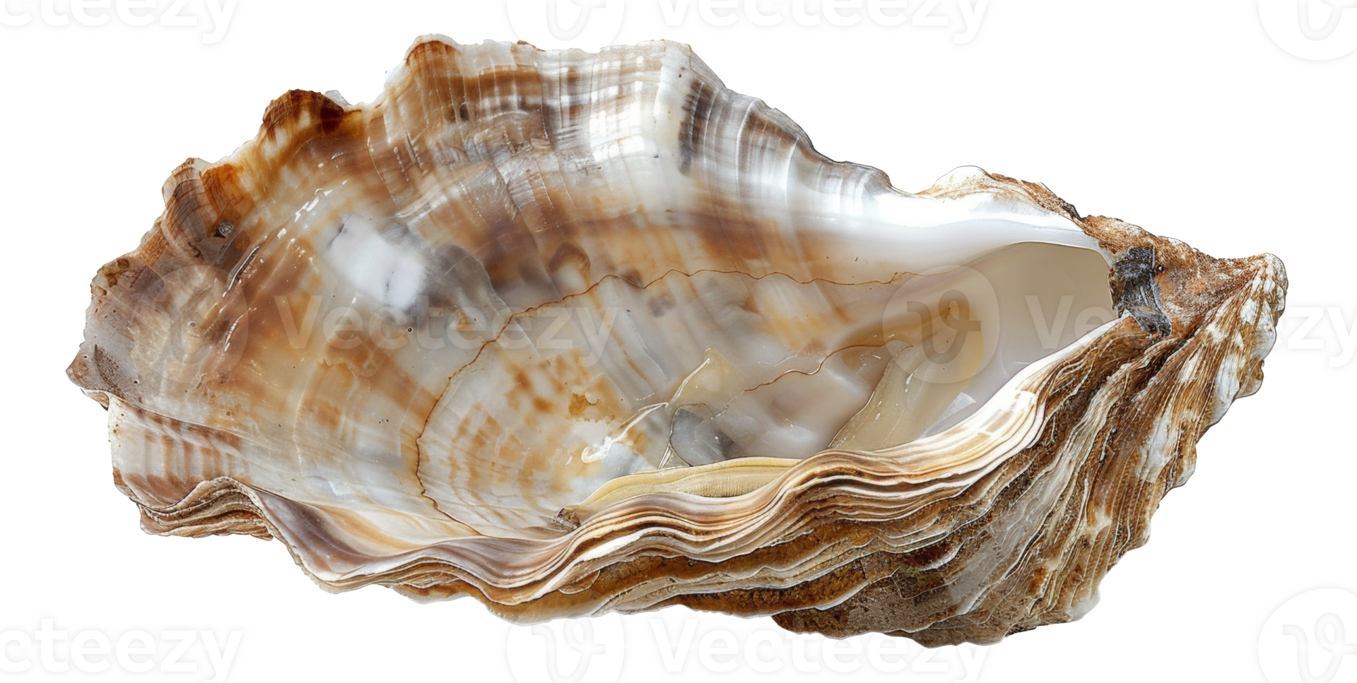 AI generated Variegated texture of a natural oyster shell on transparent background - stock png. png