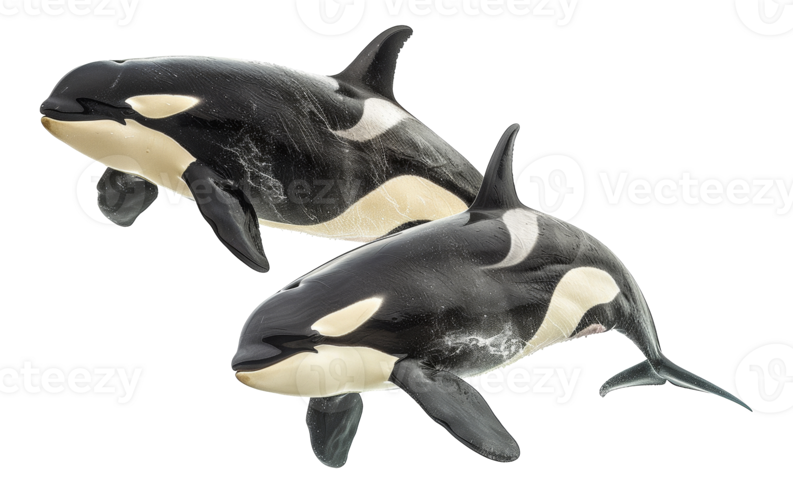 AI generated on transparent background - stock png. png