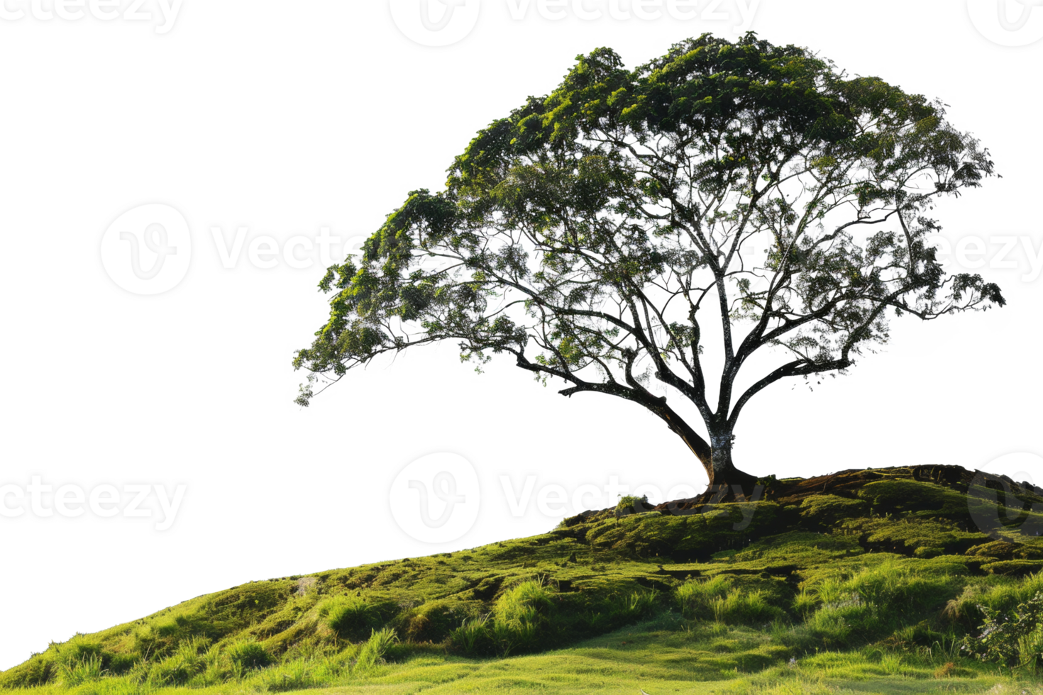 AI generated Majestic solitary tree standing on a lush green hill on transparent background - stock png. png