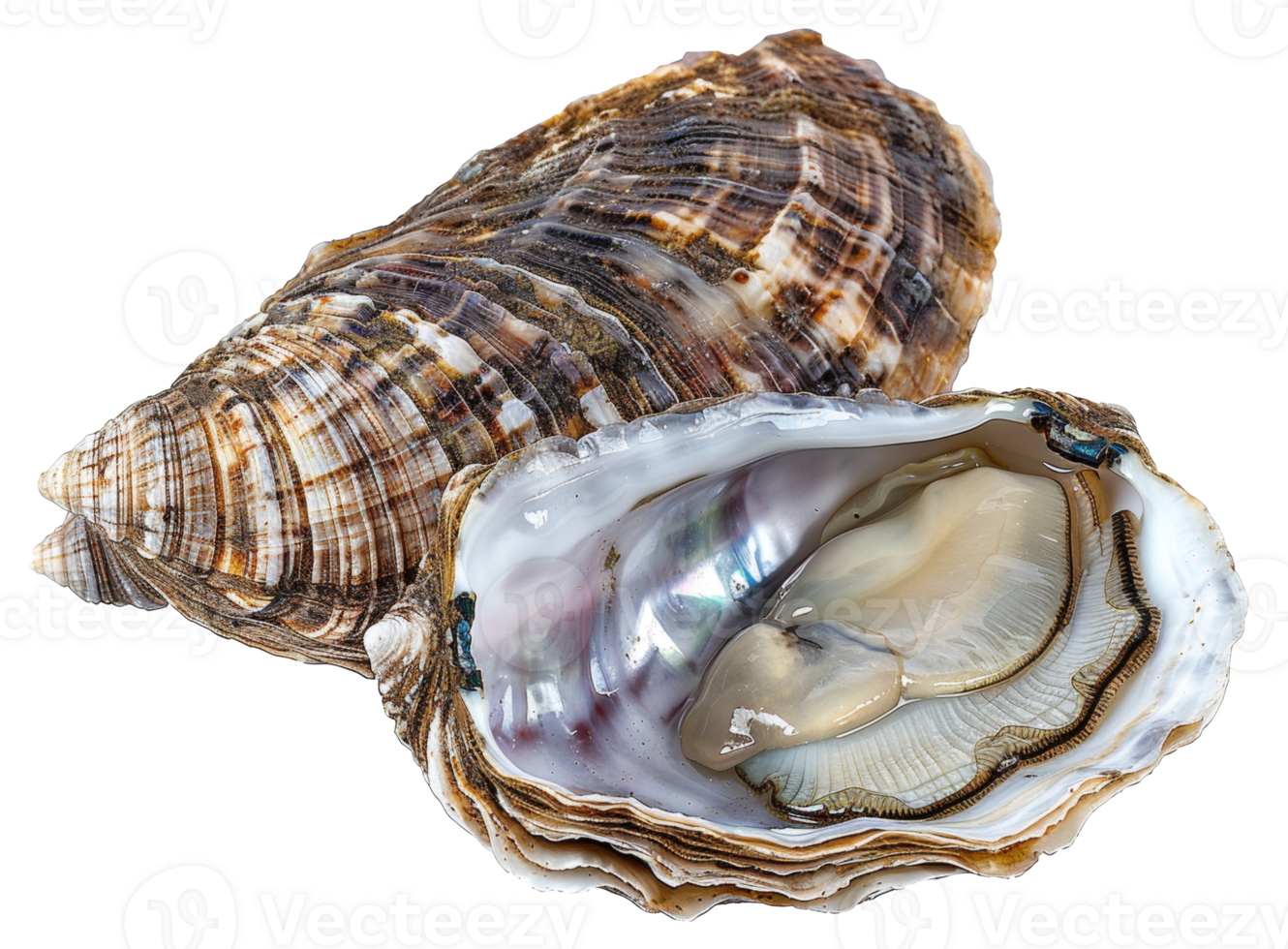 AI generated Lustrous pearl nestled within a natural oyster shell on transparent background - stock png. png