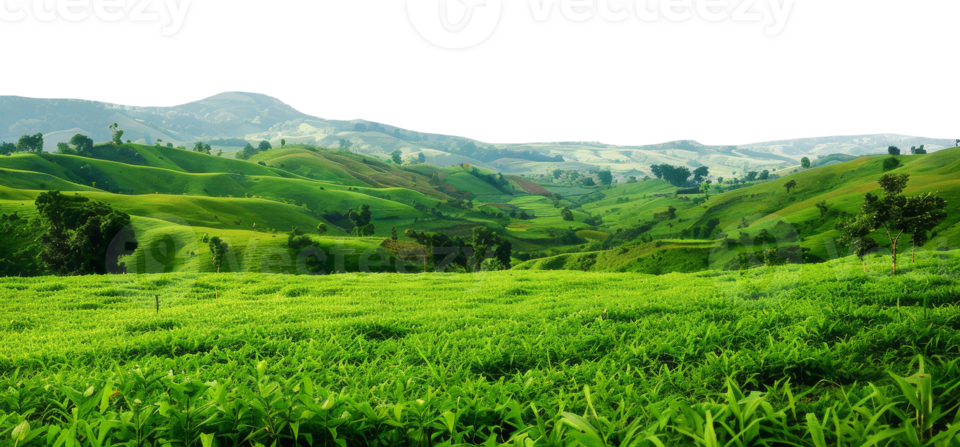 AI generated Vibrant green tea plantations covering rolling hills in a lush landscape on transparent background - stock png. png