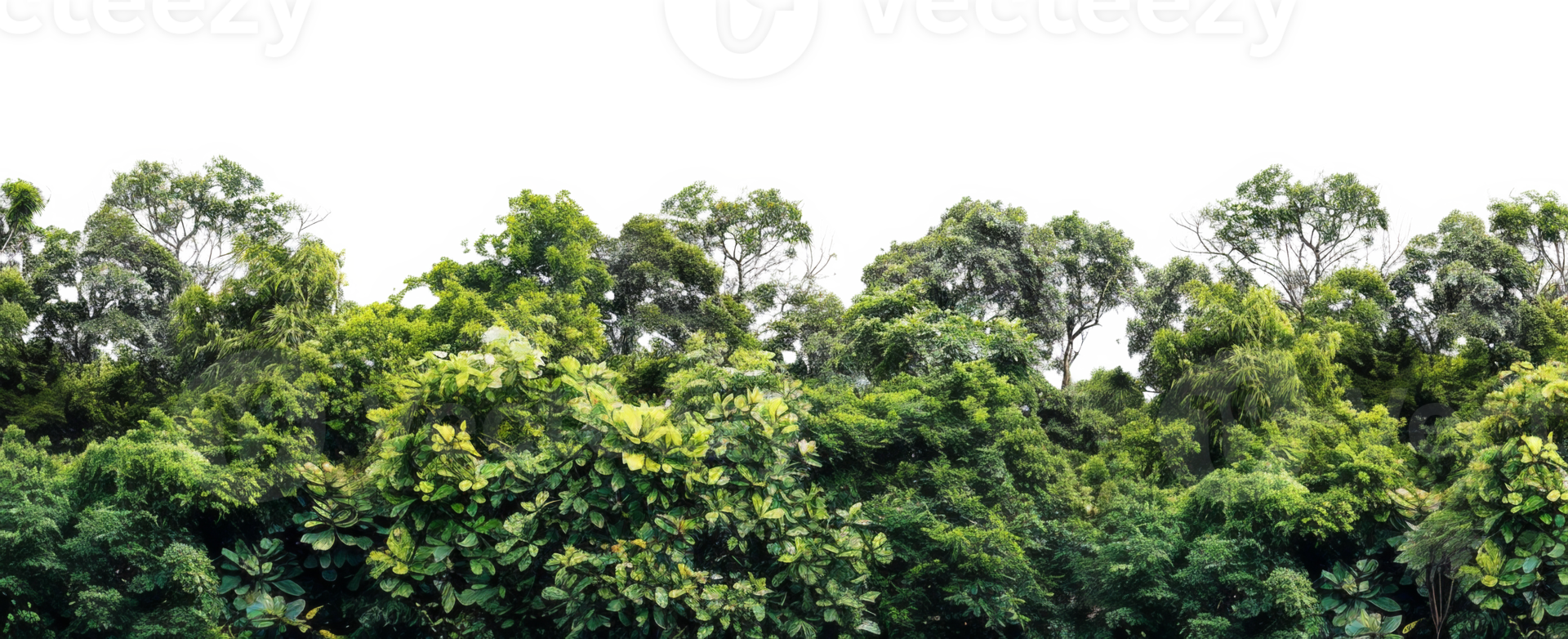 AI generated Lush green forest canopy with vibrant tropical foliage on transparent background - stock png. png