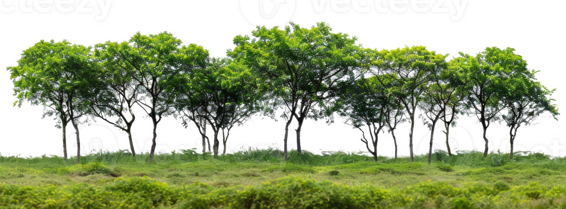 AI generated Serene forest glade with lush green trees and underbrush on transparent background - stock png. png