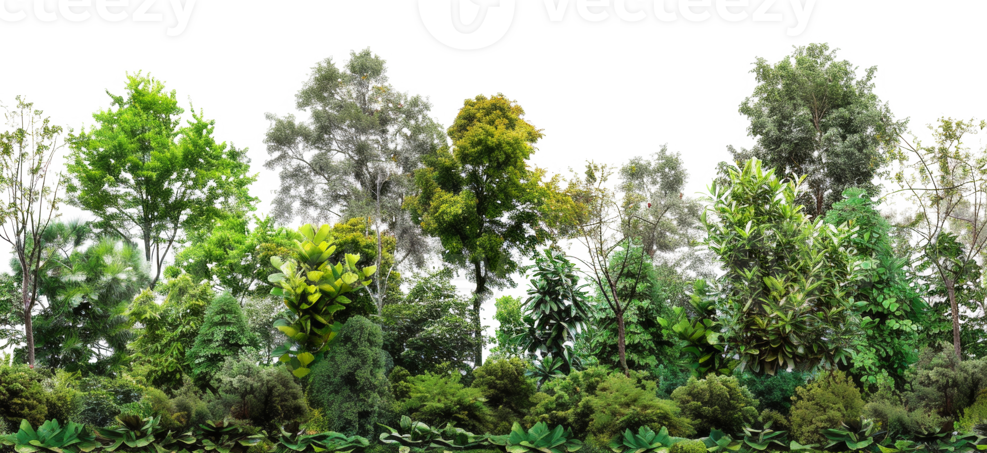 AI generated Dense tropical forest edge teeming with lush greenery and vibrant foliage on transparent background - stock png. png