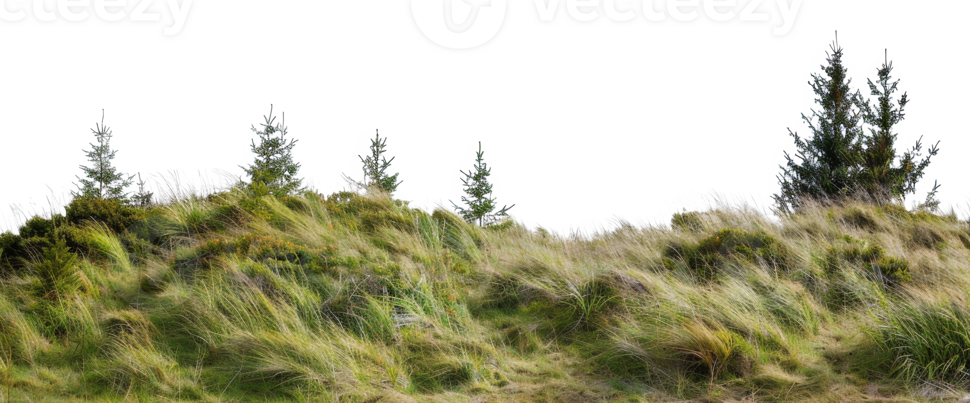 AI generated Windswept grassy hill with evergreen trees and wild landscape on transparent background - stock png. png