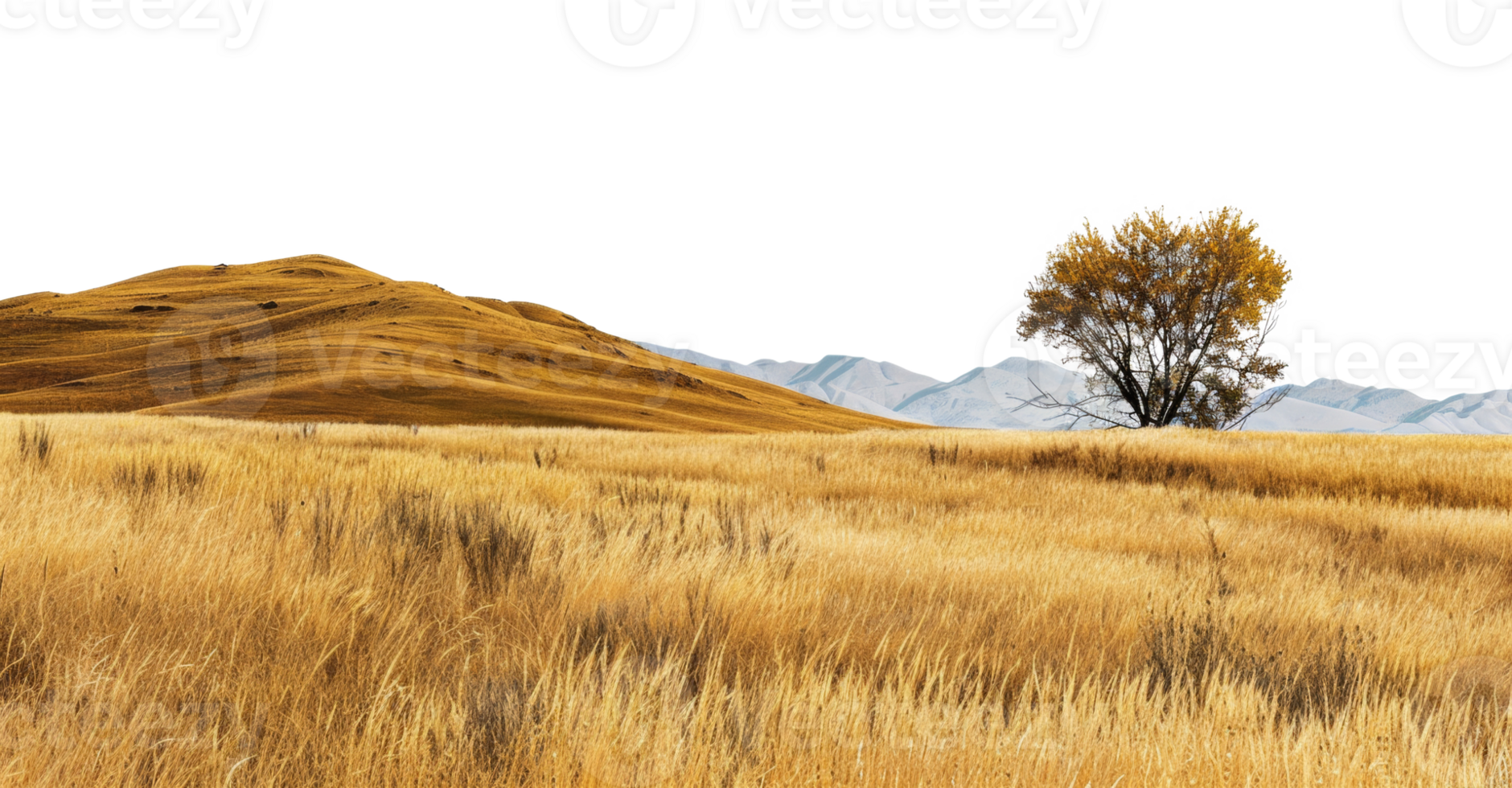 AI generated Solitary tree in a vast golden field under clear skies on transparent background - stock png. png
