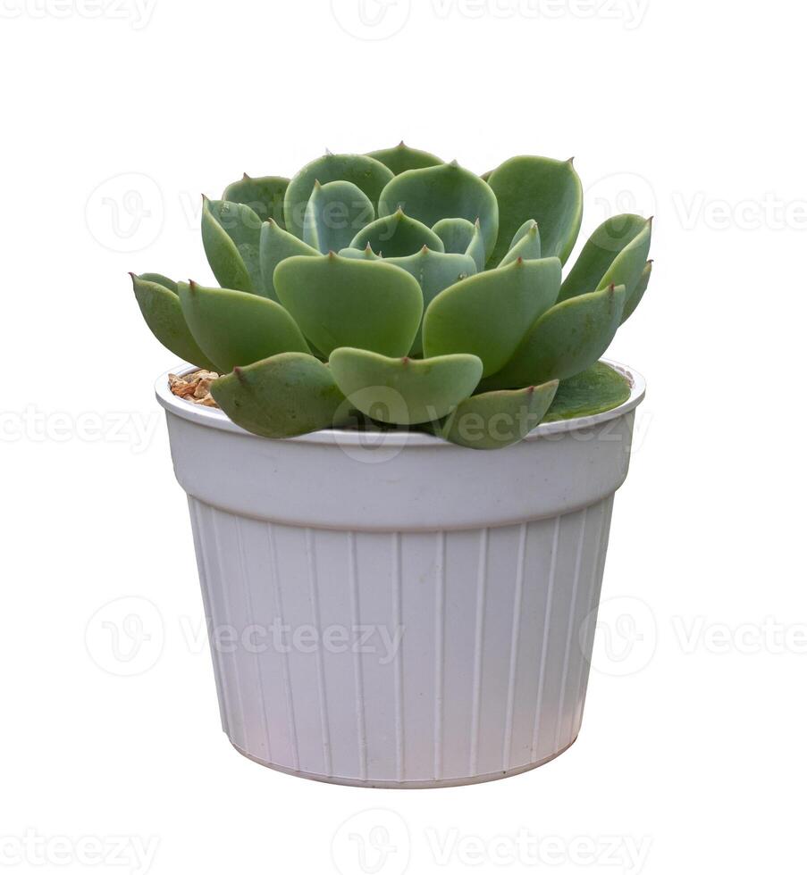 Echeveria succulent houseplant in pot isolated on white background for the small garden and drought tolerant plant photo