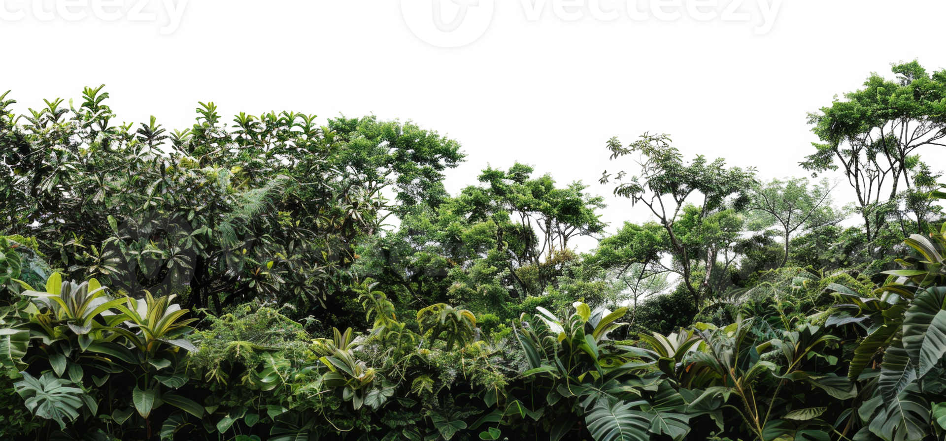 AI generated Dense tropical forest canopy with diverse foliage on transparent background - stock png. png