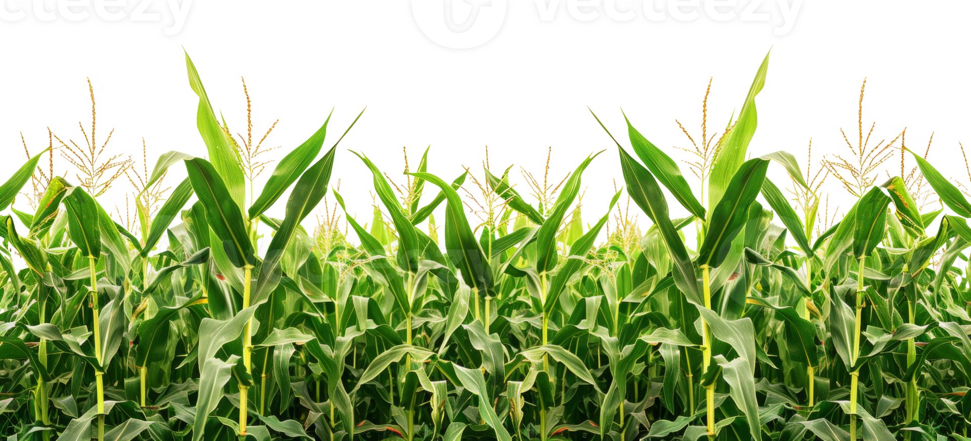AI generated Lush cornfield on transparent background - stock png. png