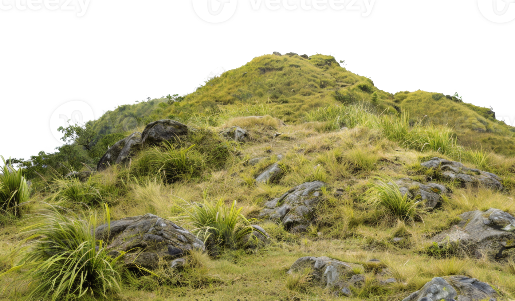 AI generated Mountain path through golden tussock grassland on transparent background - stock png. png
