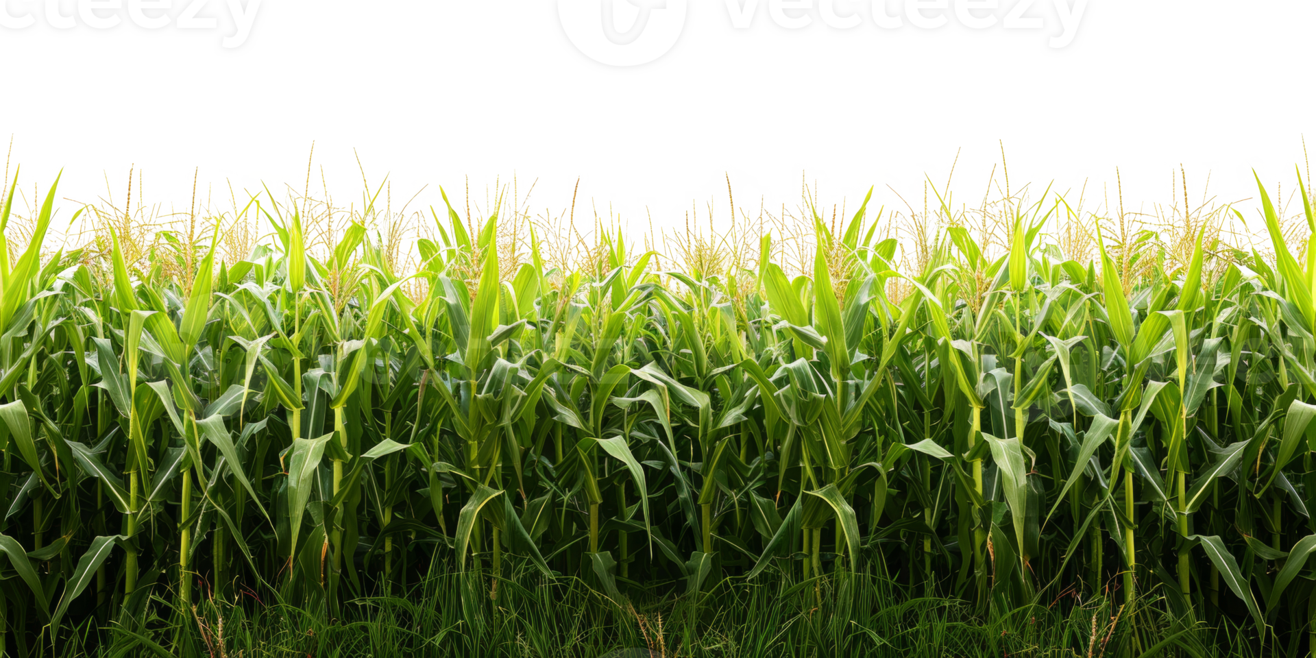 AI generated Lush cornfield on transparent background - stock png. png