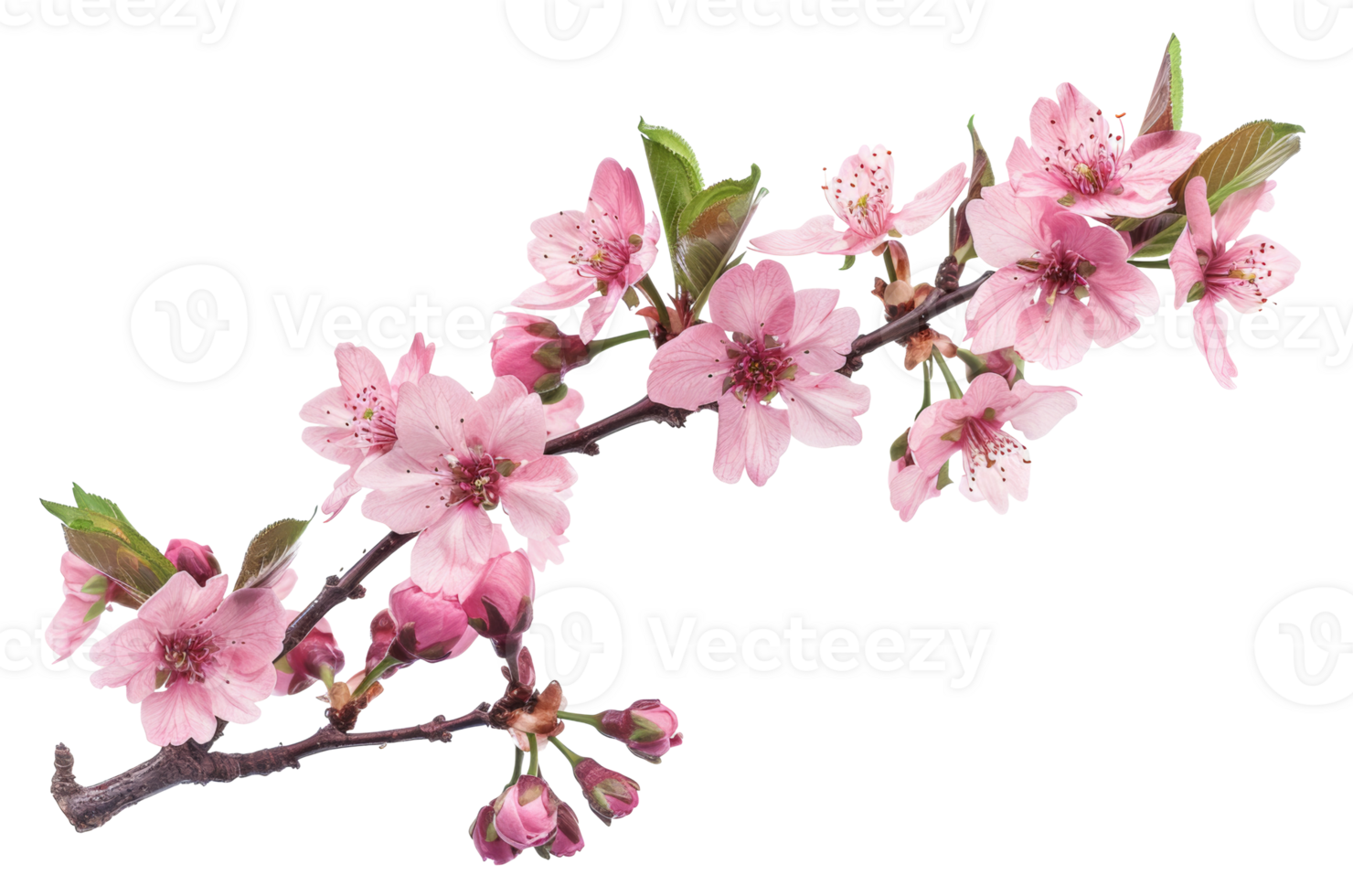 AI generated Pink cherry blossoms on branch on transparent background - stock png. png