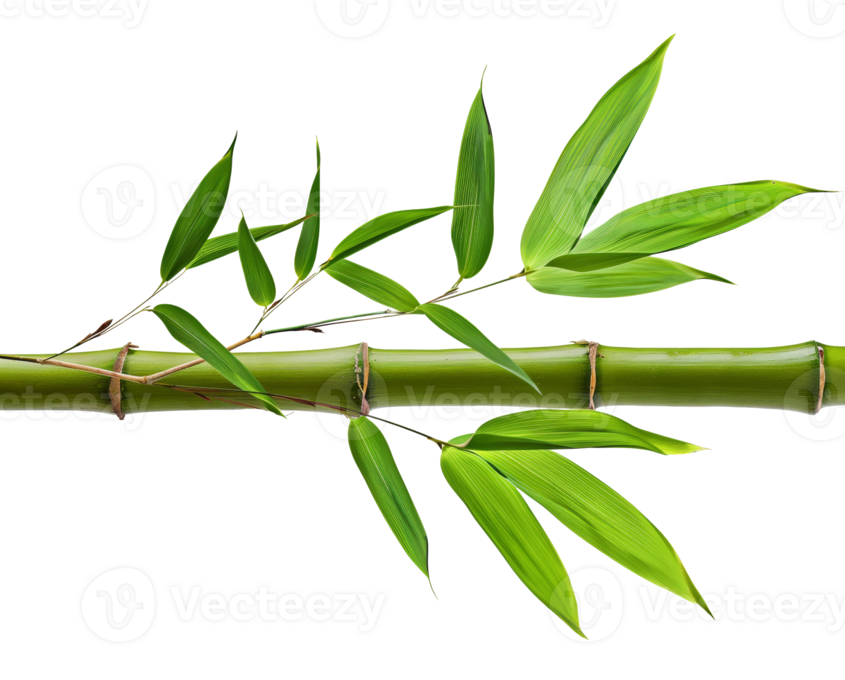 AI generated Green bamboo branch with leaves on transparent background - stock png. png