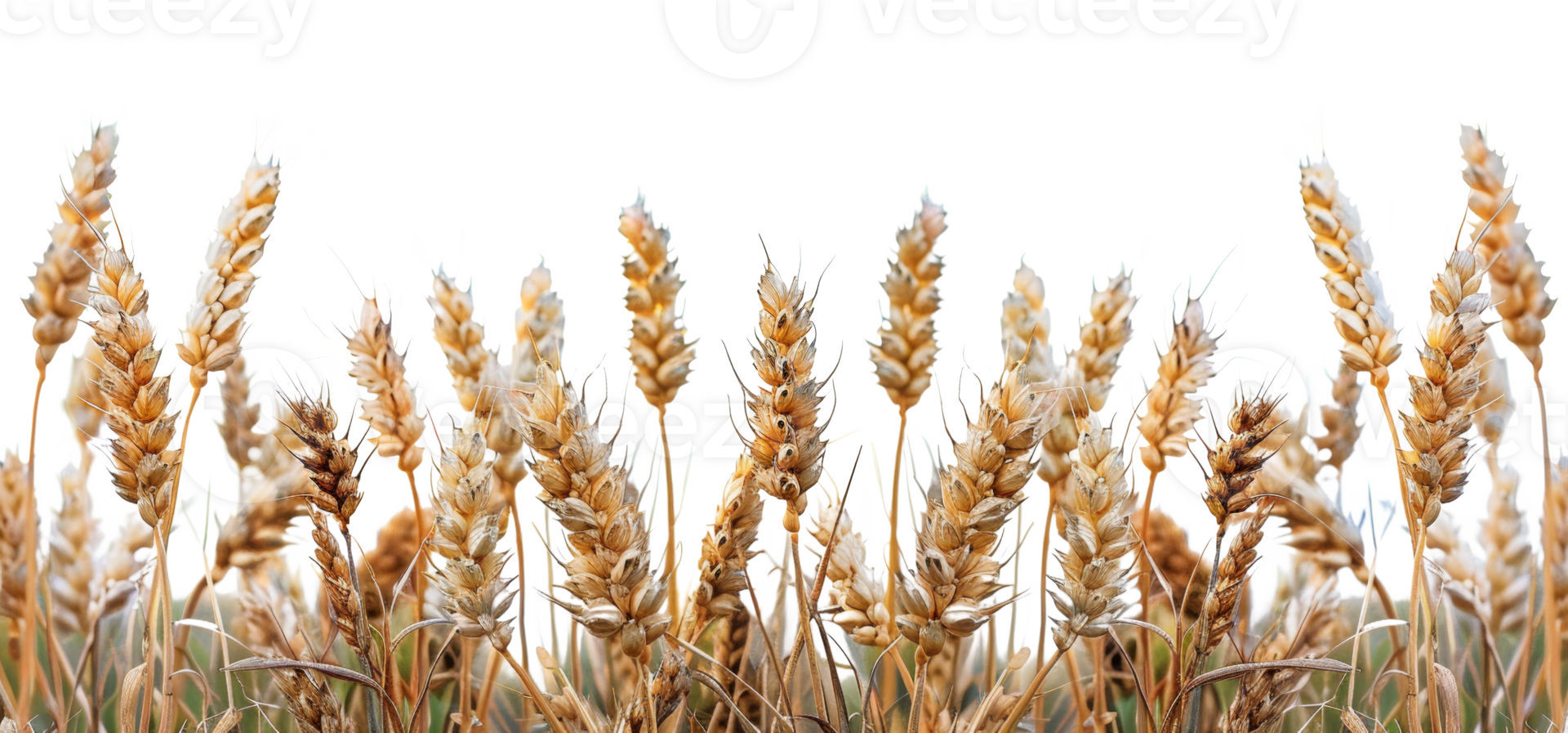 AI generated Golden ripe wheat field ready for harvest in agriculture on transparent background - stock png. png