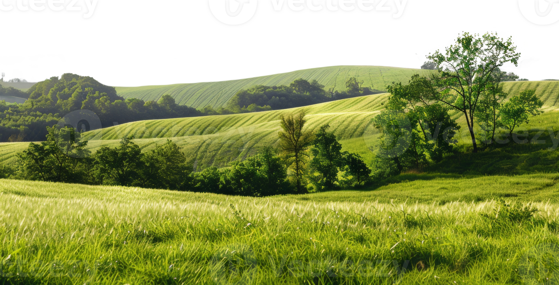 AI generated Tranquil green trees on a grassy hill in a serene natural landscape on transparent background - stock png. png