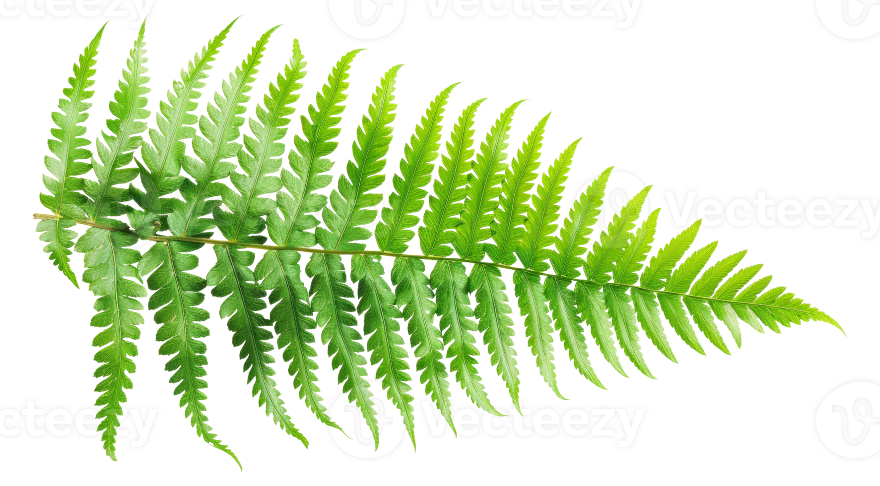 AI generated Green fern leaf isolated on black background on transparent background - stock png. png